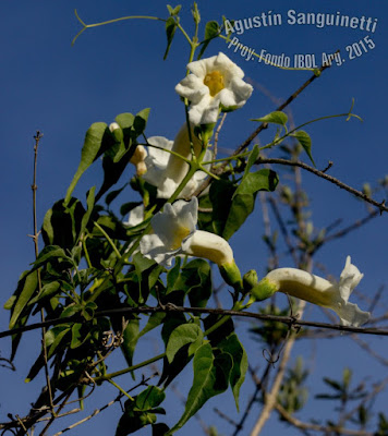 Peine de mono (Amphilophium carolinae)