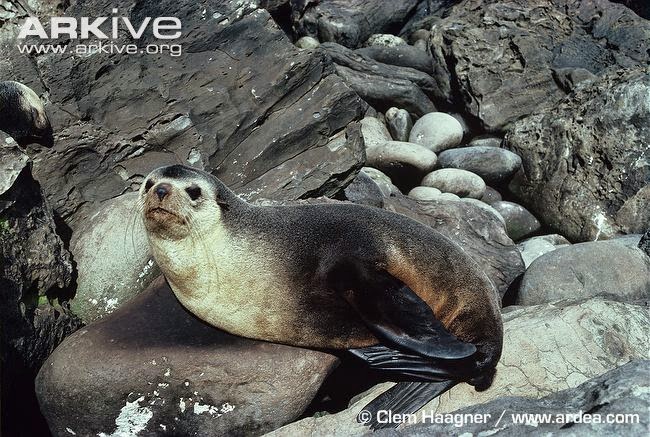 Arctocephalus australis Subantarctic fur seal