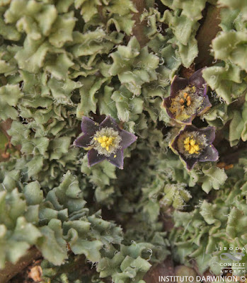 Psike (Jaborosa parviflora)