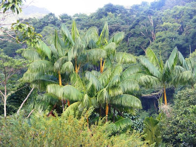 Palmera jucara Euterpe edulis