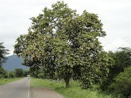 Pata de vaca Bauhinia forficata