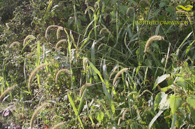 Avena de monte (Setaria lachnea)