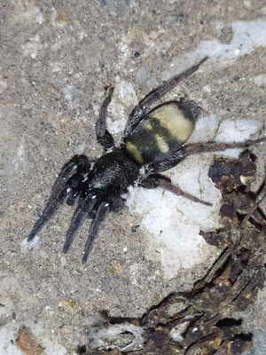 Latonigena auricornis