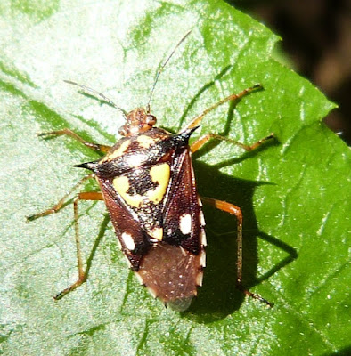 Chinche de las espigas (Oebalus poecilus)