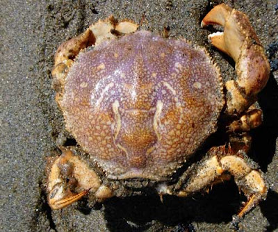 Cangrejo de las Malvinas Peltarion spinosulum