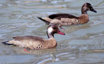 patos de Argentina Pato cutiri Amazonetta brasiliensis