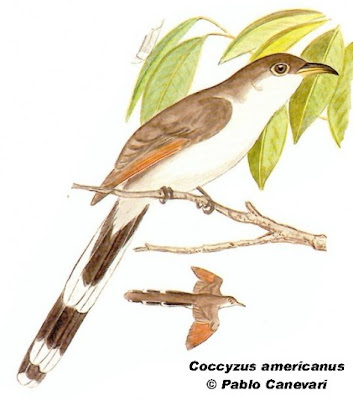 Yellow billed Cuckoo