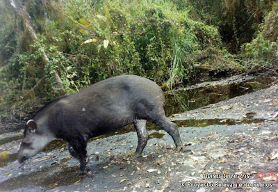 tapires en Argentina Tapir Tapirus terrestris