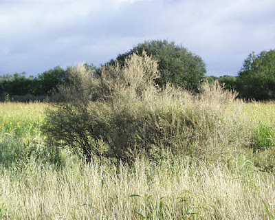 cedron del monte