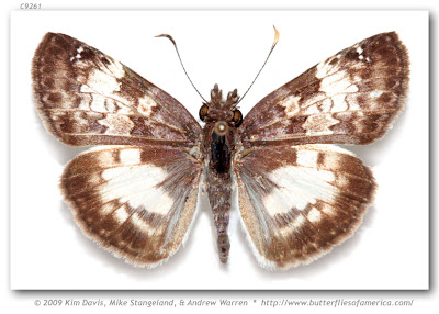 Mariposa emparchada Chiomara asychis