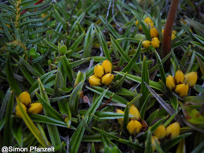 Astelia pumila