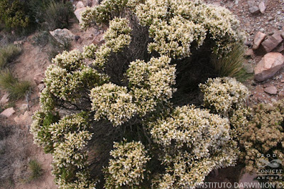 flora nativa Tola lejia