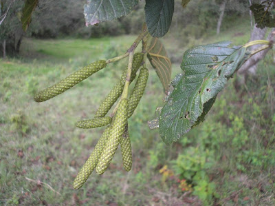 Aliso del cerro Alnus acuminata