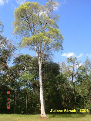 Garapa Apuleia leiocarpa