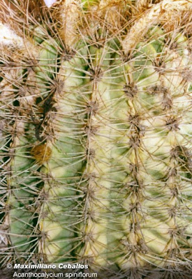 Acanthocalycium spiniflorum