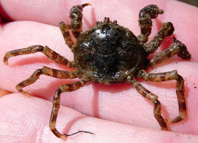 Cangrejito aplanado Halicarcinus planatus