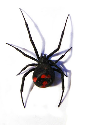 Viuda negra rupícola (Latrodectus mirabilis)