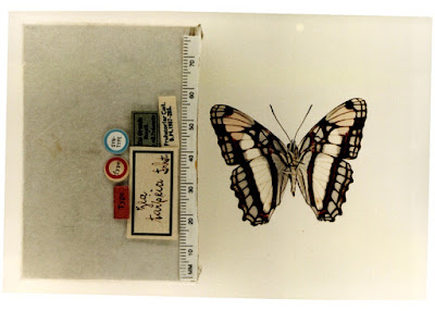 Mariposa zea (Adelpha zea)