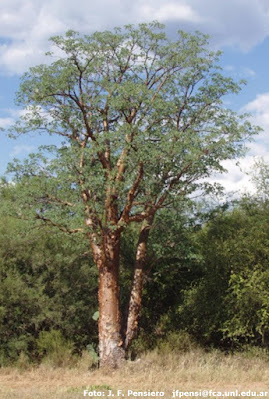 Palo papel (Cochlospermum tetraporum)