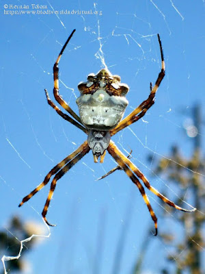 Araña tigre (Argiope argentata)
