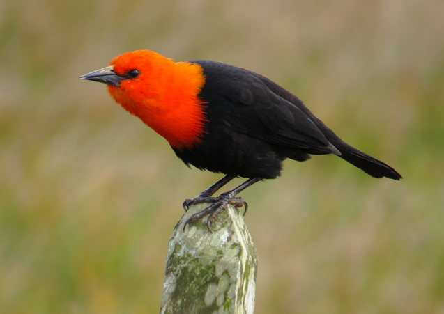 Federal, Amblyramphus holosericeus