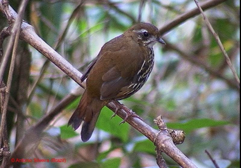 Rufous tailed Antthrush