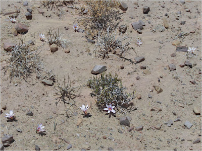 Zephyranthes andina