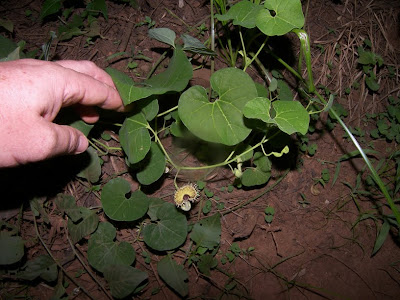 Mil hombres Aristolochia fimbriata