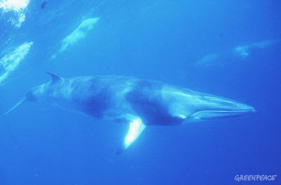 Ballena de Minke Balaenoptera acutorostrata