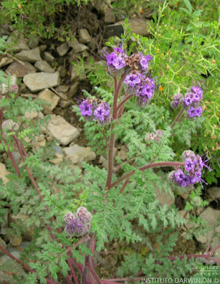 Putina (Phacelia pinnatifida)