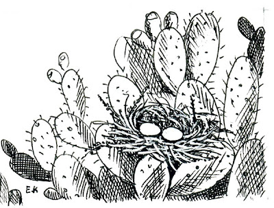 donde andida la Torcacita común Columbina picui