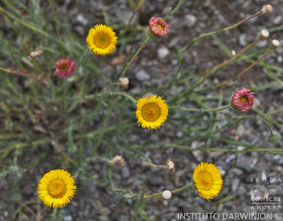 Hysterionica cabrerae