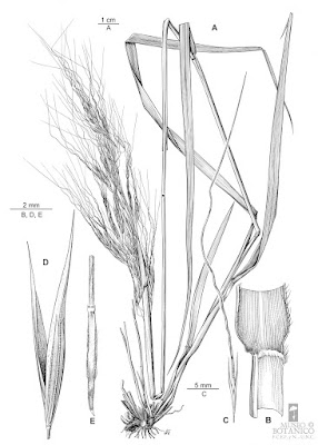 Nassella poeppigiana