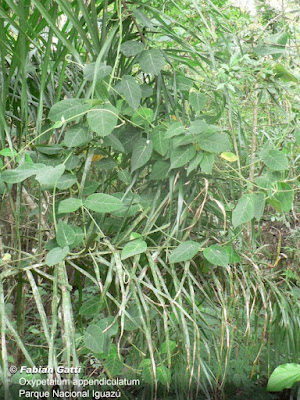 Cipó de leche (Oxypetalum appendiculatum)