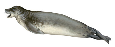 Foca cangrejera Foca cangrejera Lobodon carcinophaga
