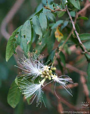 Ingay (Inga affinis)