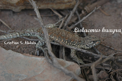 Lagartija del viento (Liolaemus huayra)