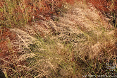 flora de los campos y malezales