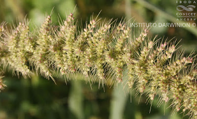gramineas del chaco seco