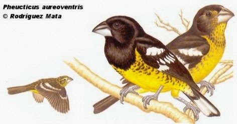 Black backed Grosbeack