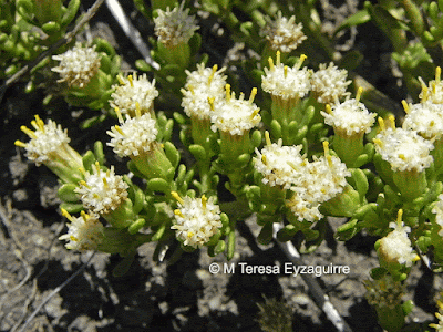 Mosaiquillo (Baccharis magellanica)