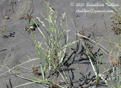 Tupe (Panicum urvilleanum)