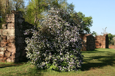 Brunfelsia australis