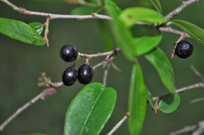 Lanza blanca (Chrysophyllum marginatum) frutos
