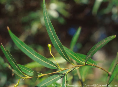 Laurel de río (Nectandra angustifolia)