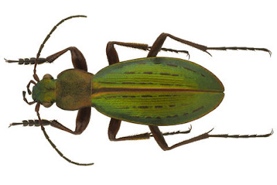 Escarabajo peorro (Ceroglossus suturalis)