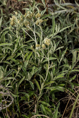 Marcela (Achyrocline satureioides)