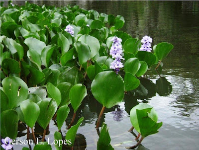camalote