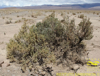 Chuquiraga atacamensis