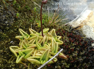 Violeta del pantano (Pinguicula antarctica)